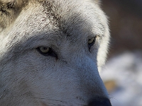 Arctic Wolf 071
